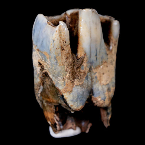 2.1" Woolly Rhinoceros Fossil Rooted Tooth Pleistocene Age Megafauna Russia COA - Fossil Age Minerals