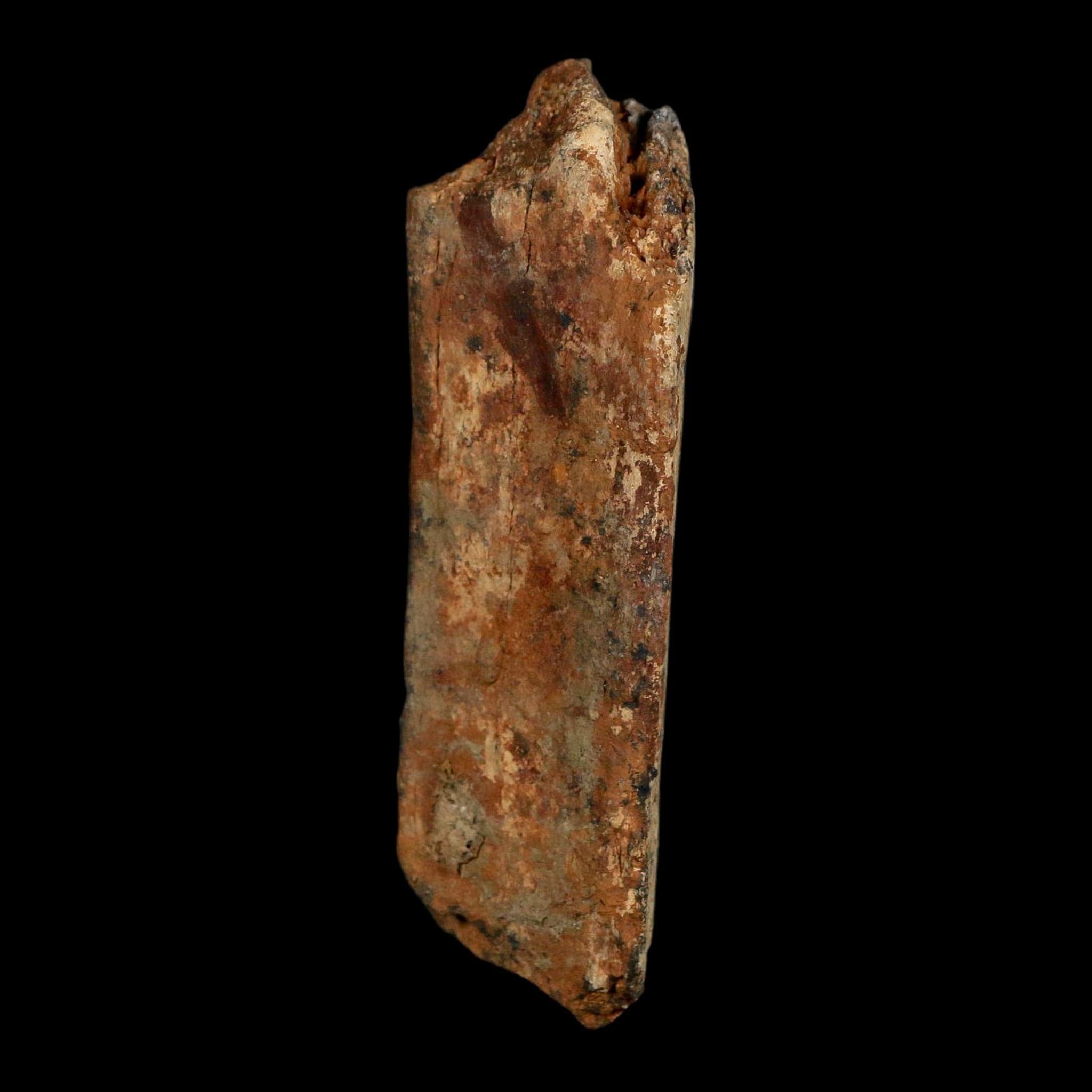 3.1" Corythosaurus Fossil Rib Bone Judith River FM Cretaceous Dinosaur Montana COA