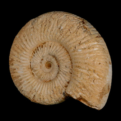 87MM Perisphinctes Ammonite Fossil Nautilus Madagascar Jurassic Age COA - Fossil Age Minerals