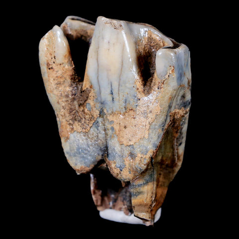 2.1" Woolly Rhinoceros Fossil Rooted Tooth Pleistocene Age Megafauna Russia COA - Fossil Age Minerals