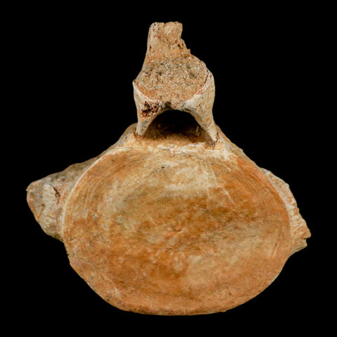 XL 5.9" Plesiosaur Fossil Vertebrae Cretaceous Dinosaur Era Morocco Zarafasaura COA - Fossil Age Minerals