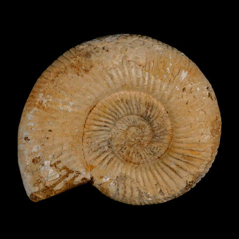 87MM Perisphinctes Ammonite Fossil Nautilus Madagascar Jurassic Age COA - Fossil Age Minerals