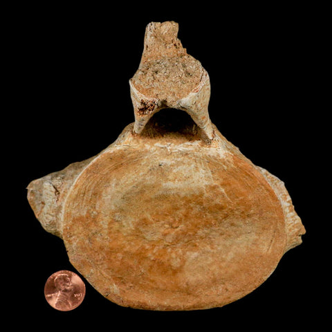 XL 5.9" Plesiosaur Fossil Vertebrae Cretaceous Dinosaur Era Morocco Zarafasaura COA - Fossil Age Minerals