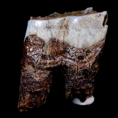 1.8" Woolly Rhinoceros Fossil Rooted Tooth Pleistocene Age Megafauna Russia COA - Fossil Age Minerals
