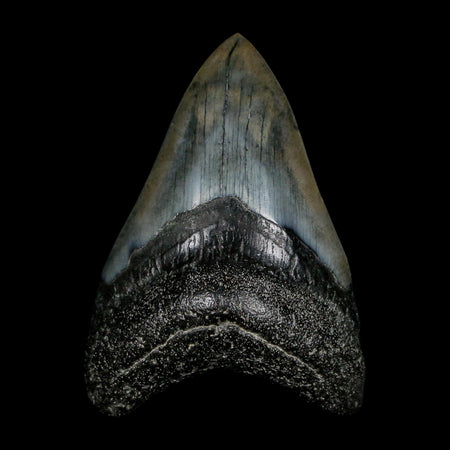 3.1" Quality Megalodon Shark Tooth Fossil Natural Miocene Age COA