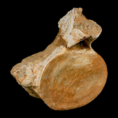 XL 5.9" Plesiosaur Fossil Vertebrae Cretaceous Dinosaur Era Morocco Zarafasaura COA - Fossil Age Minerals