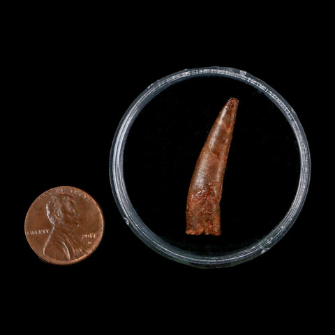 1.3" Pterosaur Coloborhynchus Fossil Tooth Upper Cretaceous Morocco COA & Display - Fossil Age Minerals