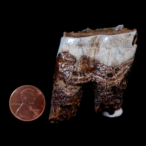1.8" Woolly Rhinoceros Fossil Rooted Tooth Pleistocene Age Megafauna Russia COA - Fossil Age Minerals