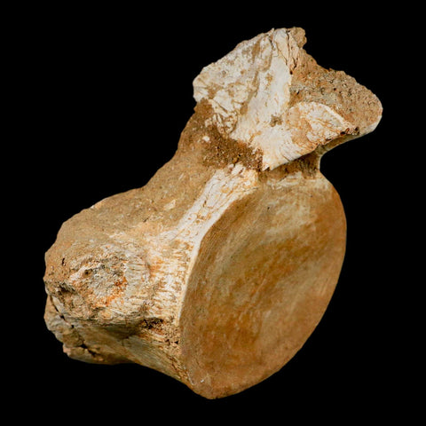 XL 5.9" Plesiosaur Fossil Vertebrae Cretaceous Dinosaur Era Morocco Zarafasaura COA - Fossil Age Minerals