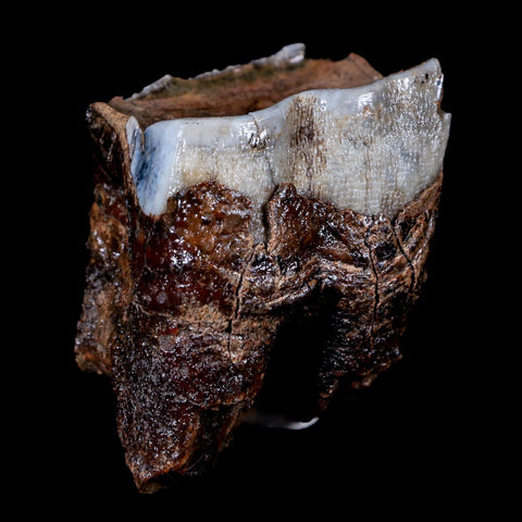 1.8" Woolly Rhinoceros Fossil Rooted Tooth Pleistocene Age Megafauna Russia COA - Fossil Age Minerals