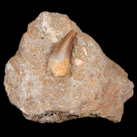 0.9" Plesiosaur Zarafasaura Tooth Fossil In Matrix Cretaceous Dinosaur Era COA - Fossil Age Minerals