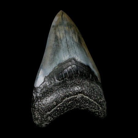 3.1" Quality Megalodon Shark Tooth Fossil Natural Miocene Age COA