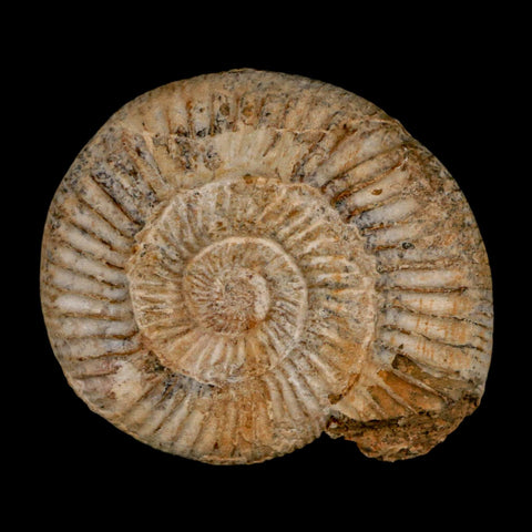 93MM Perisphinctes Ammonite Fossil Nautilus Madagascar Jurassic Age COA - Fossil Age Minerals