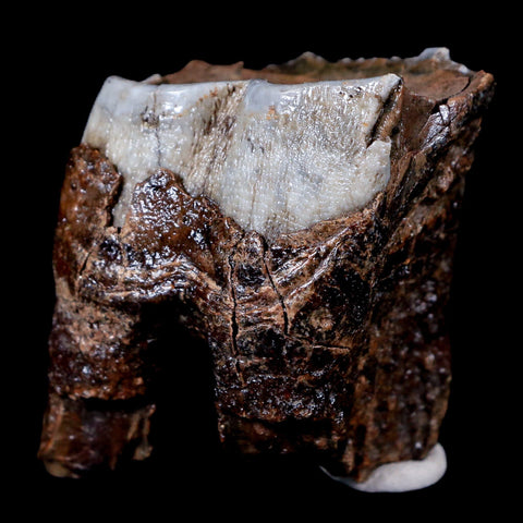 1.8" Woolly Rhinoceros Fossil Rooted Tooth Pleistocene Age Megafauna Russia COA - Fossil Age Minerals