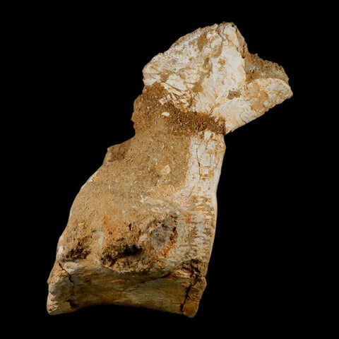 XL 5.9" Plesiosaur Fossil Vertebrae Cretaceous Dinosaur Era Morocco Zarafasaura COA - Fossil Age Minerals