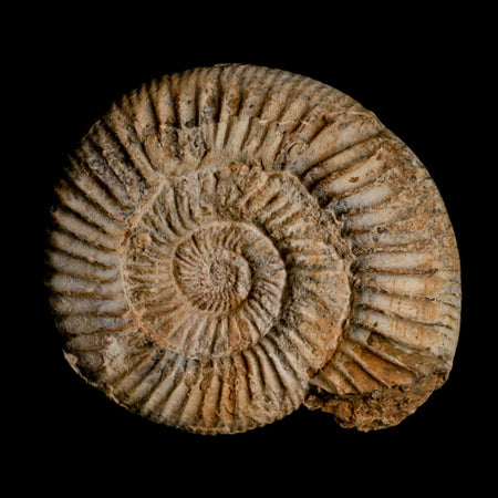 93MM Perisphinctes Ammonite Fossil Nautilus Madagascar Jurassic Age COA