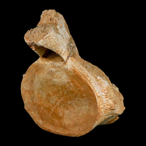 XL 5.9" Plesiosaur Fossil Vertebrae Cretaceous Dinosaur Era Morocco Zarafasaura COA - Fossil Age Minerals