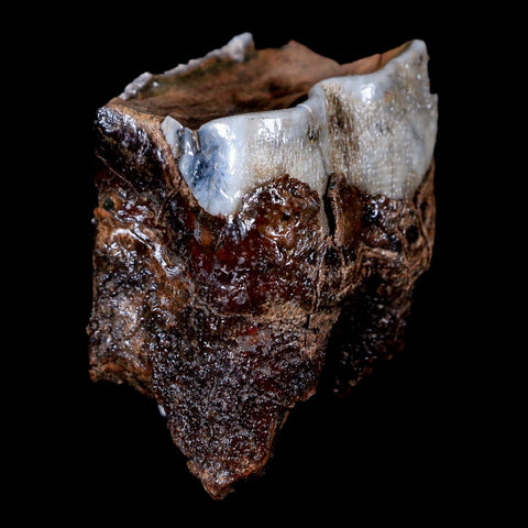 1.8" Woolly Rhinoceros Fossil Rooted Tooth Pleistocene Age Megafauna Russia COA - Fossil Age Minerals