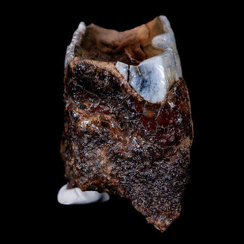1.8" Woolly Rhinoceros Fossil Rooted Tooth Pleistocene Age Megafauna Russia COA - Fossil Age Minerals