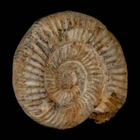 93MM Perisphinctes Ammonite Fossil Nautilus Madagascar Jurassic Age COA - Fossil Age Minerals