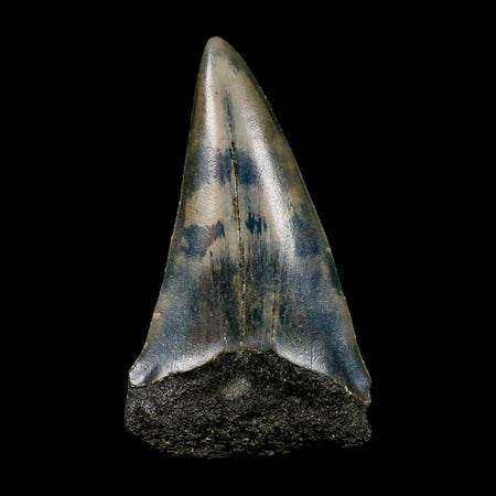 2.4" Quality Hastalis Mako Tooth Serrated Fossil Natural Miocene Age COA
