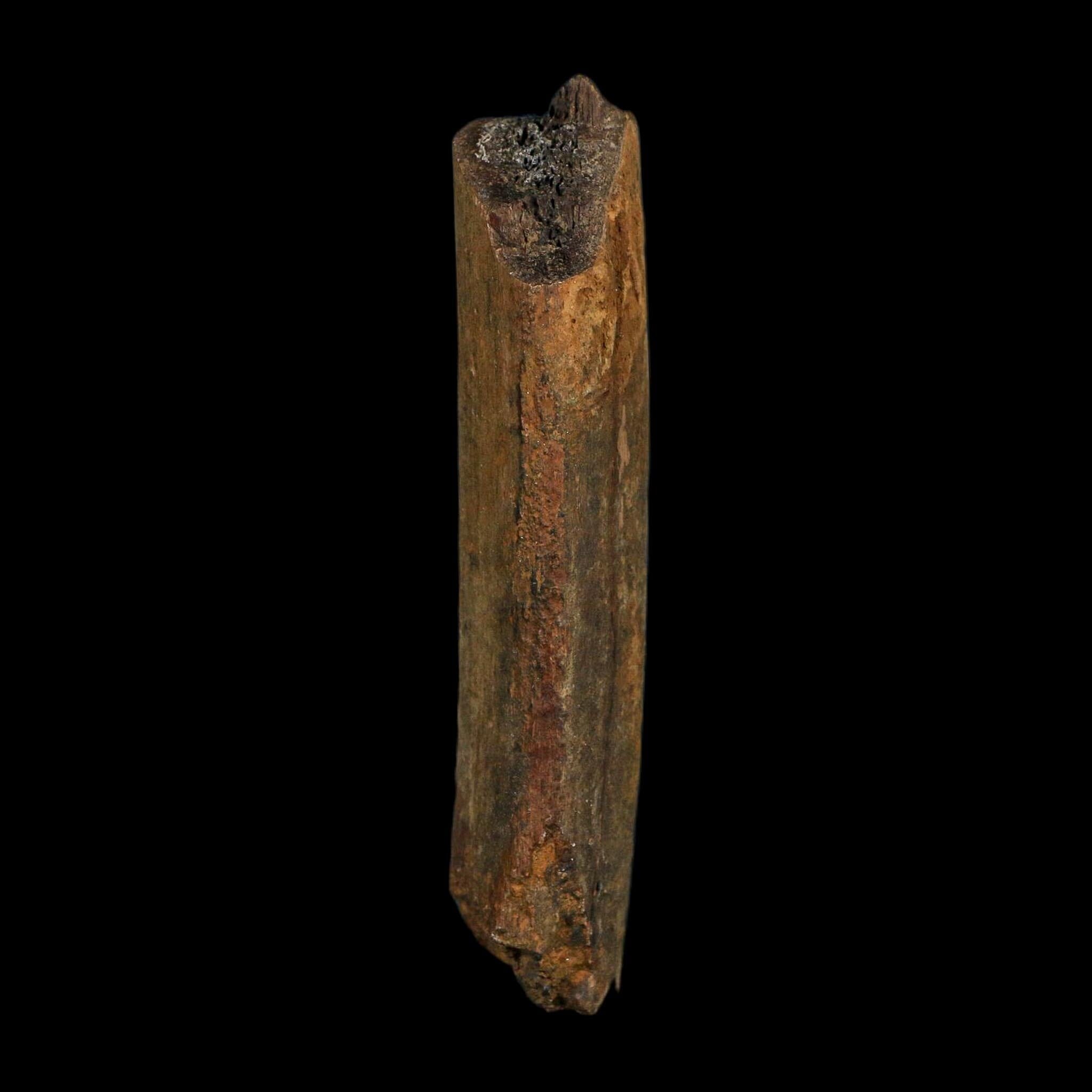 4.1" Corythosaurus Fossil Rib Bone Judith River FM Cretaceous Dinosaur Montana COA