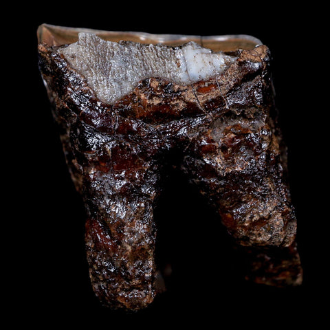 1.8" Woolly Rhinoceros Fossil Rooted Tooth Pleistocene Age Megafauna Russia COA - Fossil Age Minerals