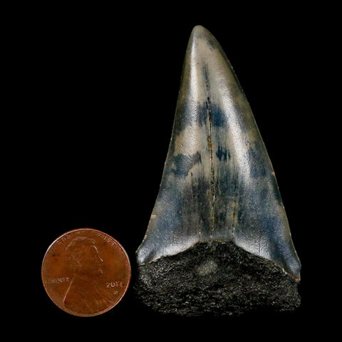 2.4" Quality Hastalis Mako Tooth Serrated Fossil Natural Miocene Age COA