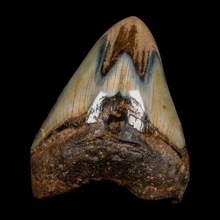 3" Quality Megalodon Shark Tooth Fossil Natural Miocene Age COA
