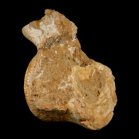 XL 5.9" Plesiosaur Fossil Vertebrae Cretaceous Dinosaur Era Morocco Zarafasaura COA - Fossil Age Minerals