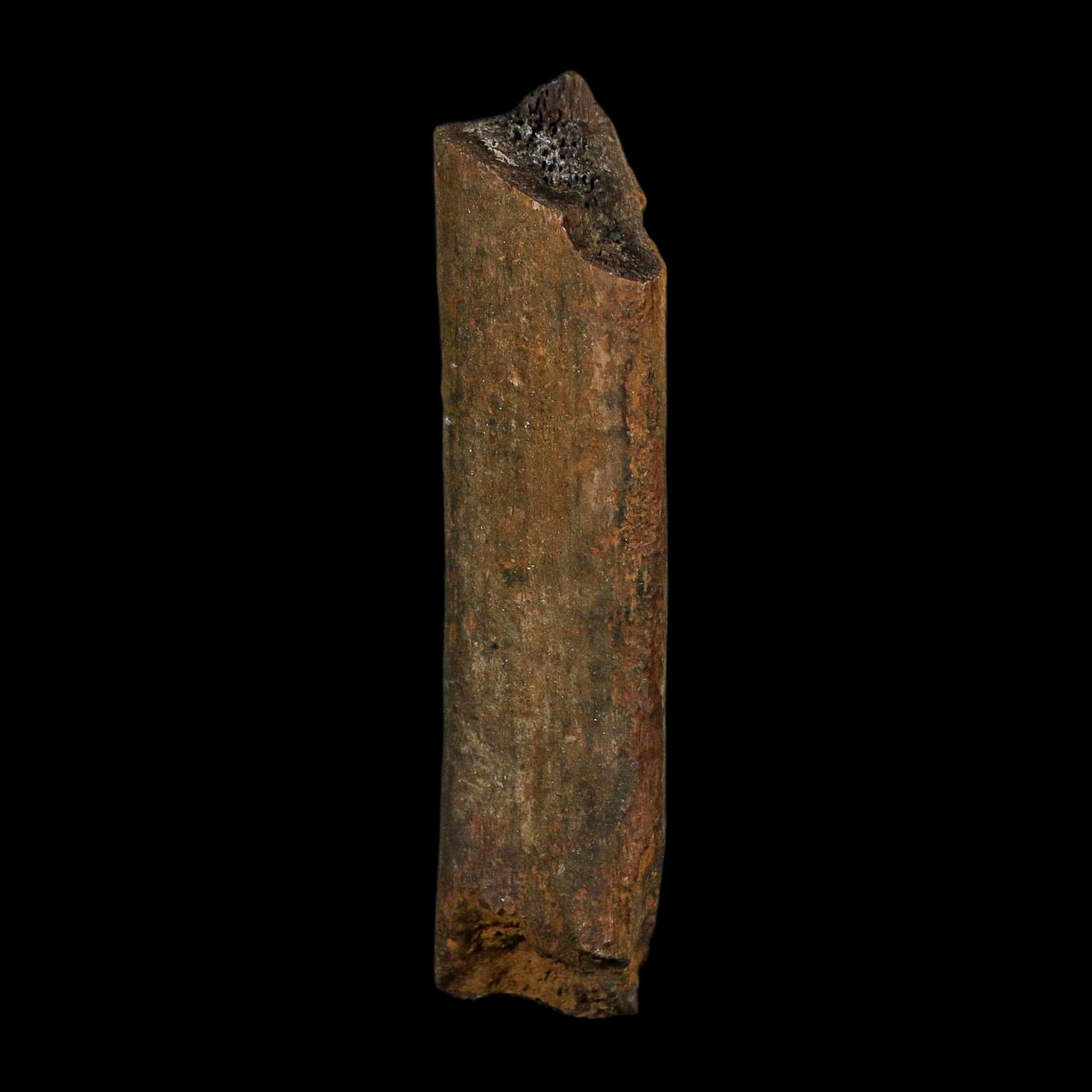4.1" Corythosaurus Fossil Rib Bone Judith River FM Cretaceous Dinosaur Montana COA