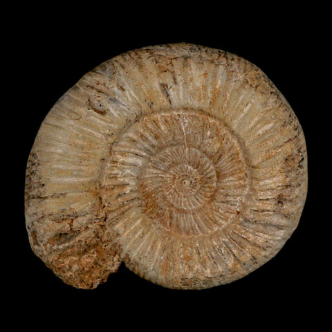 93MM Perisphinctes Ammonite Fossil Nautilus Madagascar Jurassic Age COA - Fossil Age Minerals