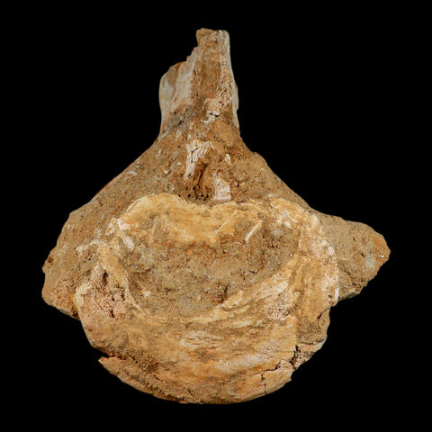 XL 5.9" Plesiosaur Fossil Vertebrae Cretaceous Dinosaur Era Morocco Zarafasaura COA - Fossil Age Minerals
