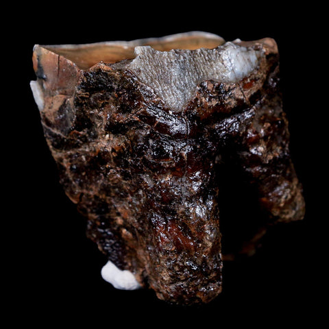 1.8" Woolly Rhinoceros Fossil Rooted Tooth Pleistocene Age Megafauna Russia COA - Fossil Age Minerals