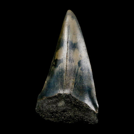 2.4" Quality Hastalis Mako Tooth Serrated Fossil Natural Miocene Age COA