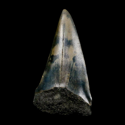 2.4" Quality Hastalis Mako Tooth Serrated Fossil Natural Miocene Age COA