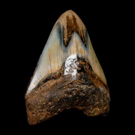 3" Quality Megalodon Shark Tooth Fossil Natural Miocene Age COA