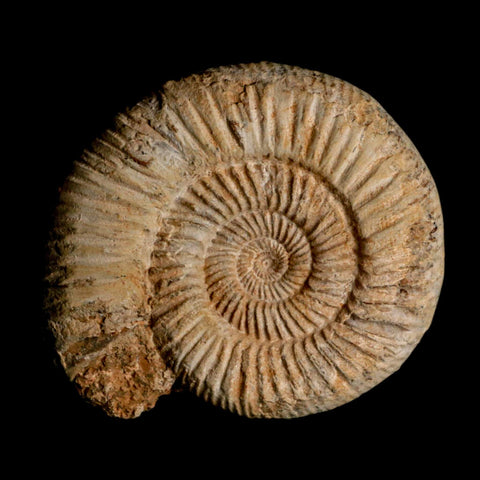 93MM Perisphinctes Ammonite Fossil Nautilus Madagascar Jurassic Age COA - Fossil Age Minerals