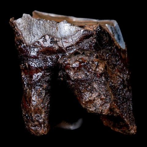 1.8" Woolly Rhinoceros Fossil Rooted Tooth Pleistocene Age Megafauna Russia COA - Fossil Age Minerals