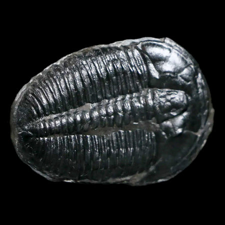 1.2" Elrathia Kingi Trilobite Fossil Utah Cambrian Age 521 Million Years Old COA
