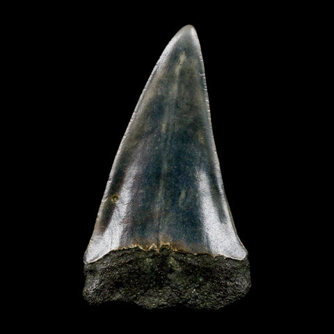 2.4" Quality Hastalis Mako Tooth Serrated Fossil Natural Miocene Age COA