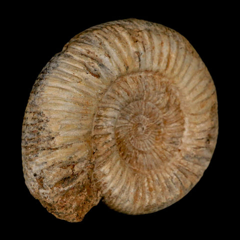 93MM Perisphinctes Ammonite Fossil Nautilus Madagascar Jurassic Age COA - Fossil Age Minerals