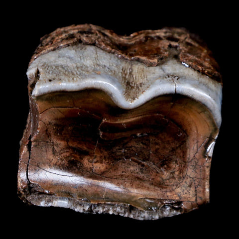 1.8" Woolly Rhinoceros Fossil Rooted Tooth Pleistocene Age Megafauna Russia COA - Fossil Age Minerals