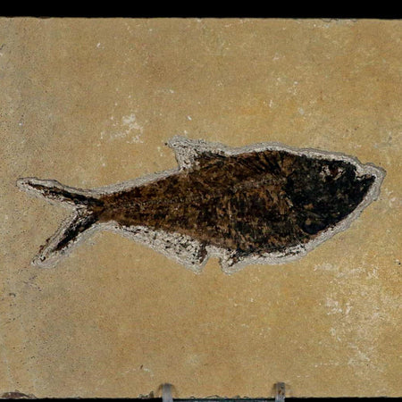 XL 4.8" Diplomystus Dentatus Fossil Fish Green River FM WY Eocene Age COA, Stand