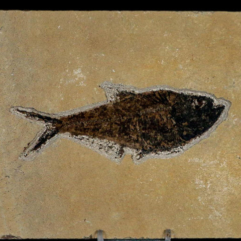 XL 4.8" Diplomystus Dentatus Fossil Fish Green River FM WY Eocene Age COA, Stand