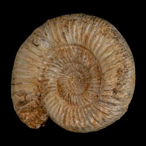 93MM Perisphinctes Ammonite Fossil Nautilus Madagascar Jurassic Age COA - Fossil Age Minerals