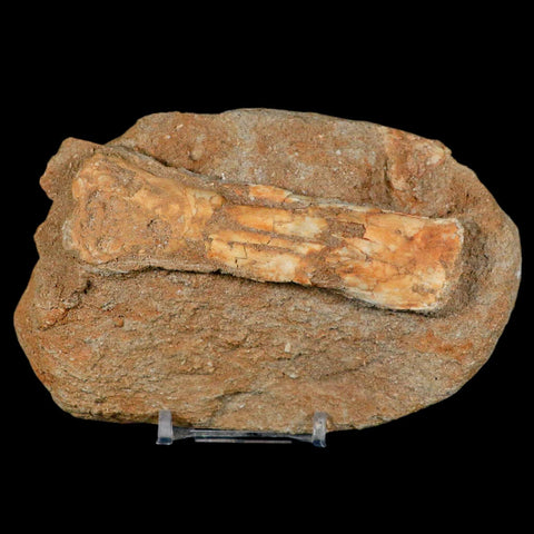 4.2" Pterosaur Tethydraco Regalis Fossil Bone Upper Cretaceous Morocco Stand COA - Fossil Age Minerals