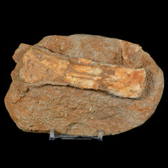 Pterosaur Fossils Collection
