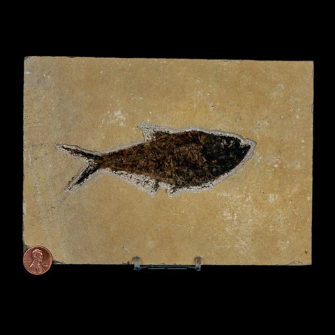 XL 4.8" Diplomystus Dentatus Fossil Fish Green River FM WY Eocene Age COA, Stand