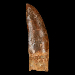 Carcharodontosaurus Fossil Teeth